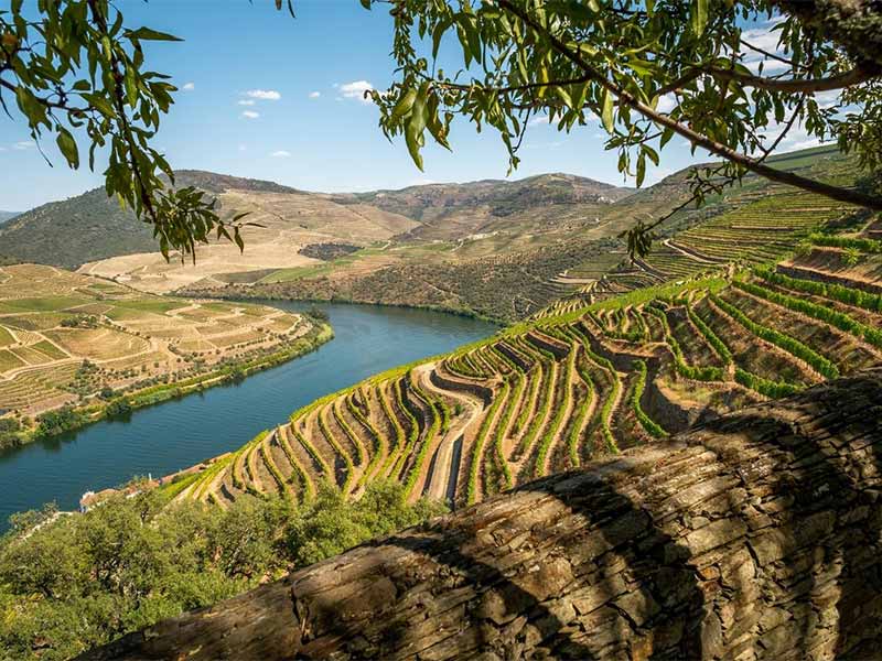 Como escolher um bom vinho - regiões produtoras