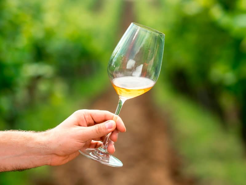 Vinhos Biodinâmicos