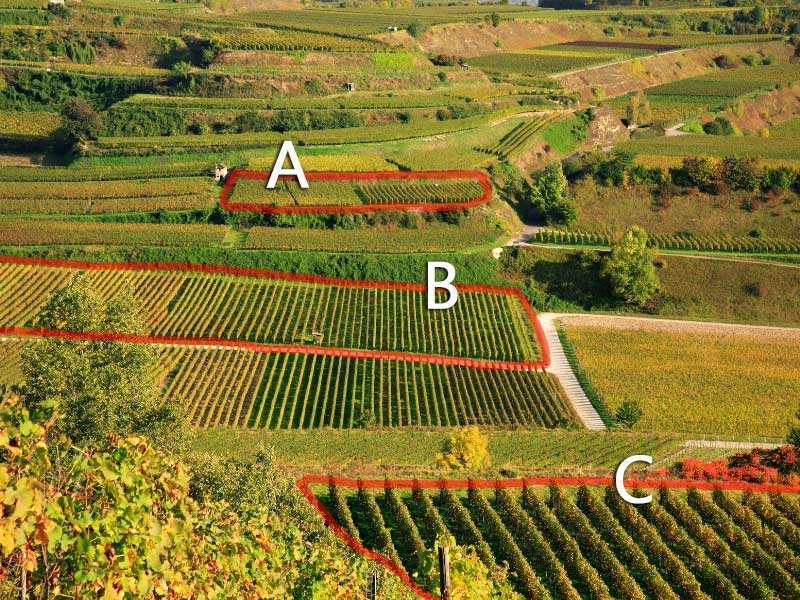 Blend de diferentes vinhedos