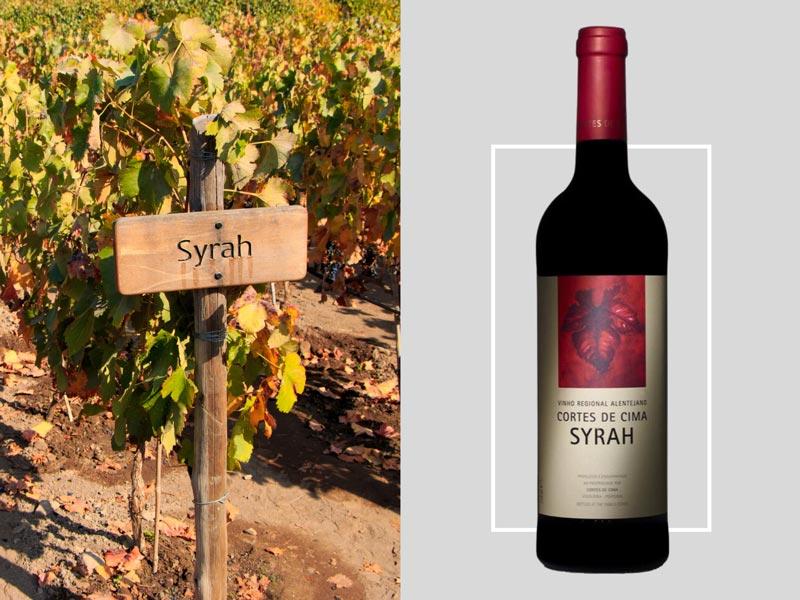 A mesma uva com diferentes nomes: Syrah
