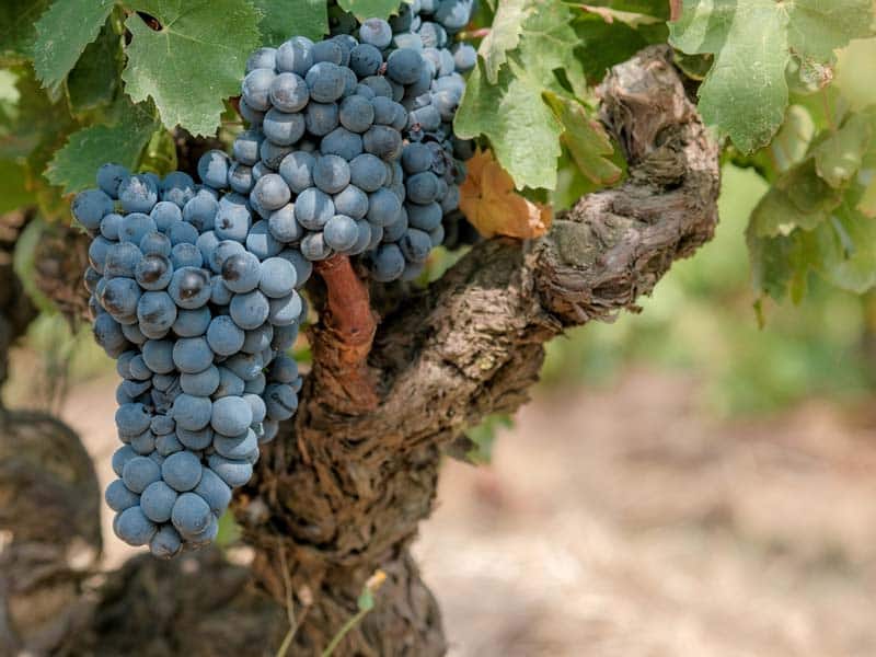 Conheça os vinhos de “Vinhas Velhas” - Idade da videira