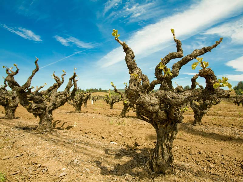 Conheça os vinhos de “Vinhas Velhas”