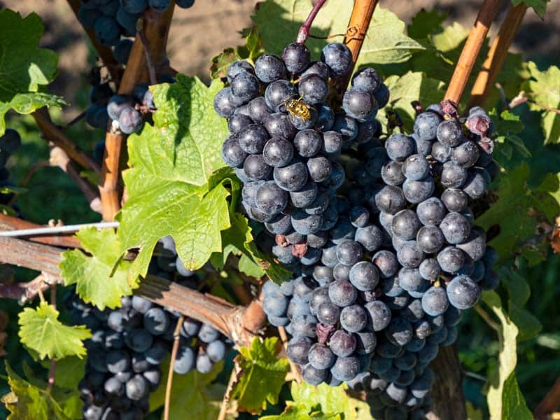 Características da uva e do vinho Cabernet Franc - A uva