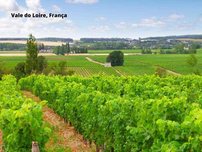 Características da uva e do vinho Cabernet Franc - Vale do Loire