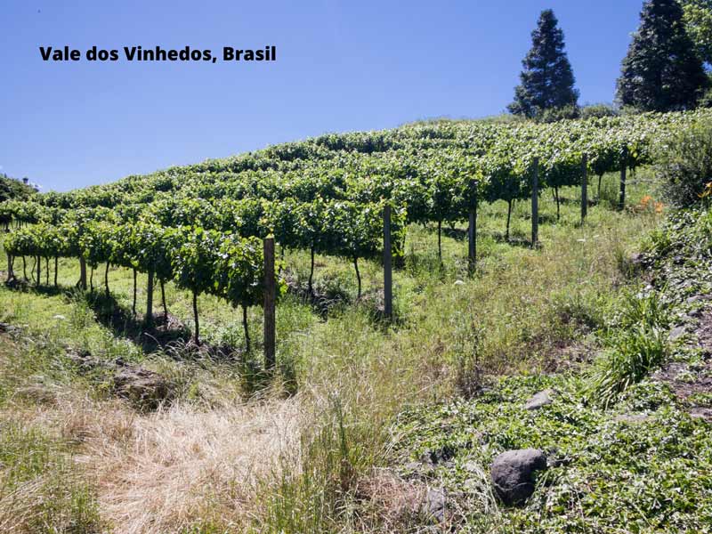 Características da uva e do vinho Cabernet Franc - Vale dos Vinhedos