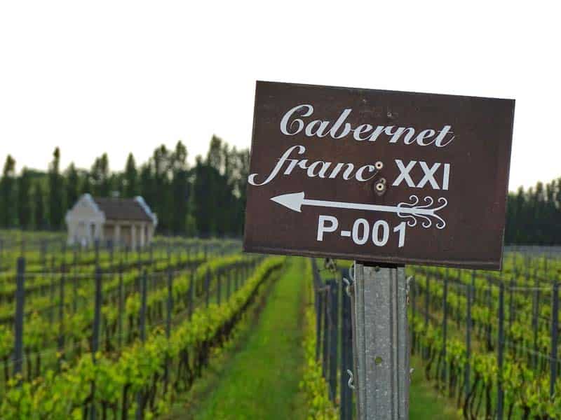 Guia Básico da uva e do vinho Cabernet Franc