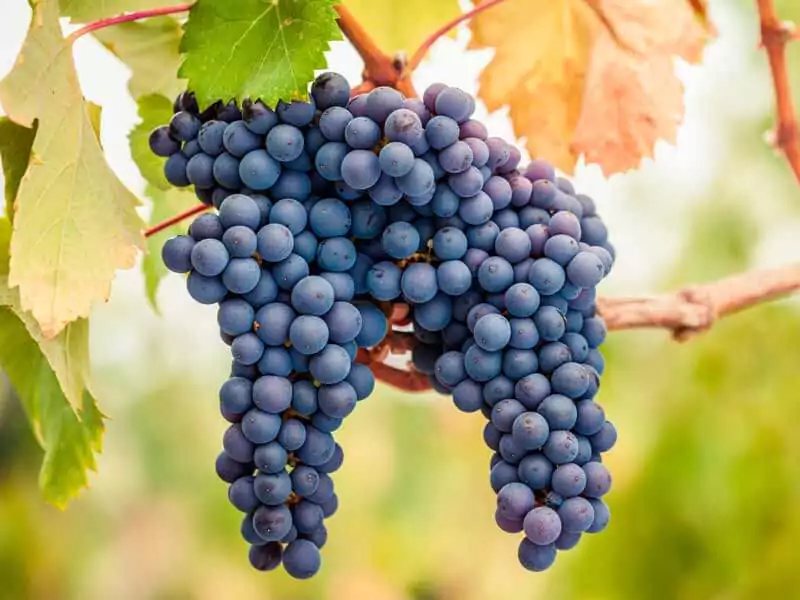 Guia Básico da Uva e do Vinho Pinot Noir