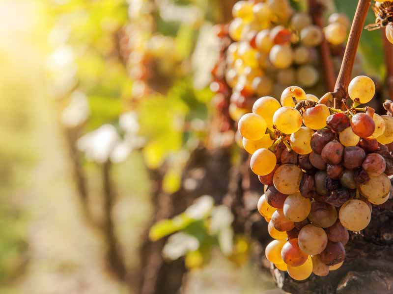 Curiosidades sobre vinhos botritizados