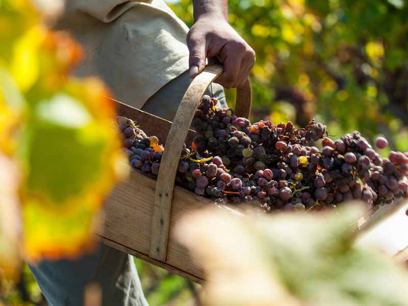 Por que os vinhos botritizados são mais difíceis de encontrar?