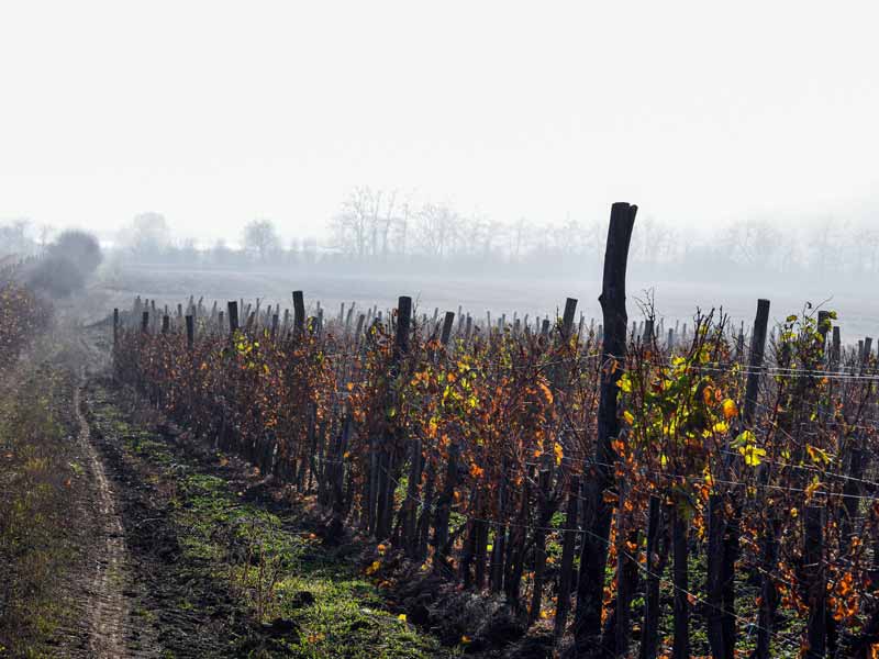 Condições favoráveis à Botrytis
