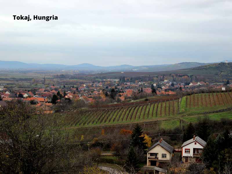 Principais regiões produtoras de vinhos botritizados - Tokaj