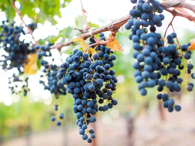 Guia Báscido da Uva e do Vinho Cabernet Sauvignon