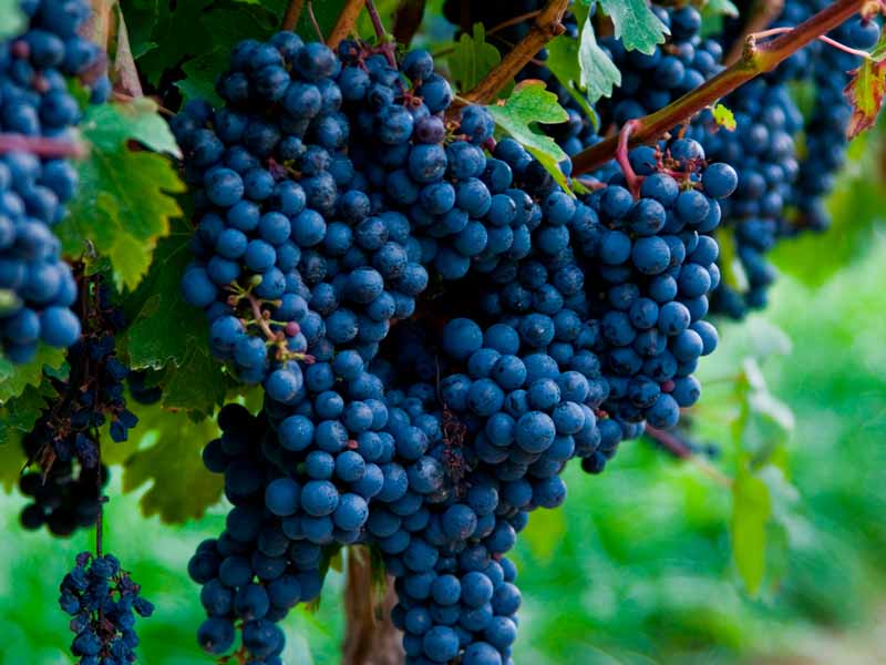 Características da uva e do vinho Cabernet Sauvignon