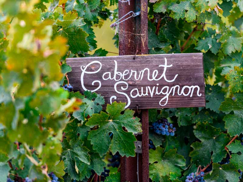 Algumas curiosidades sobre a Cabernet Sauvignon
