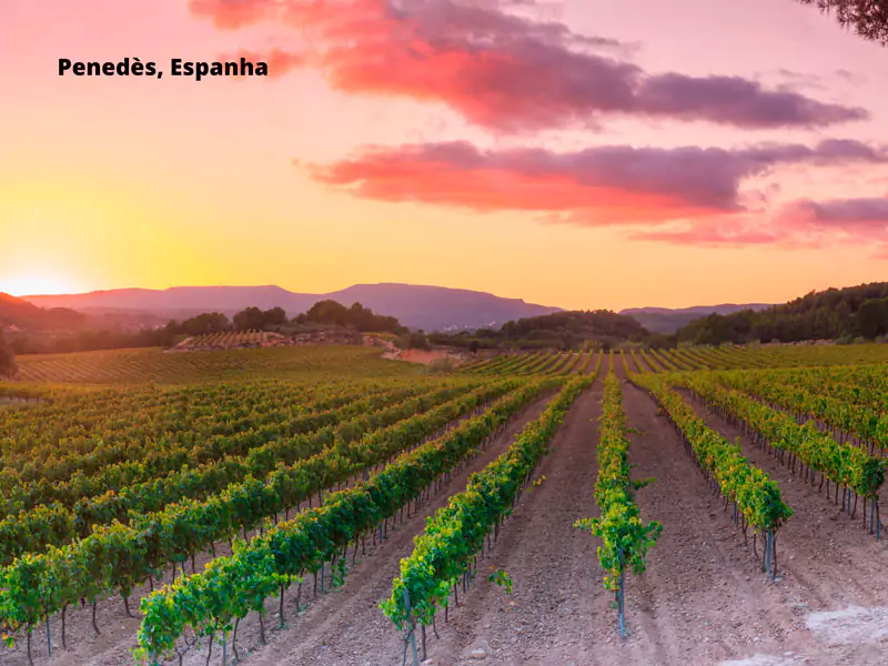 Penedès, Espanha - Região onde o Cava é produzido.
