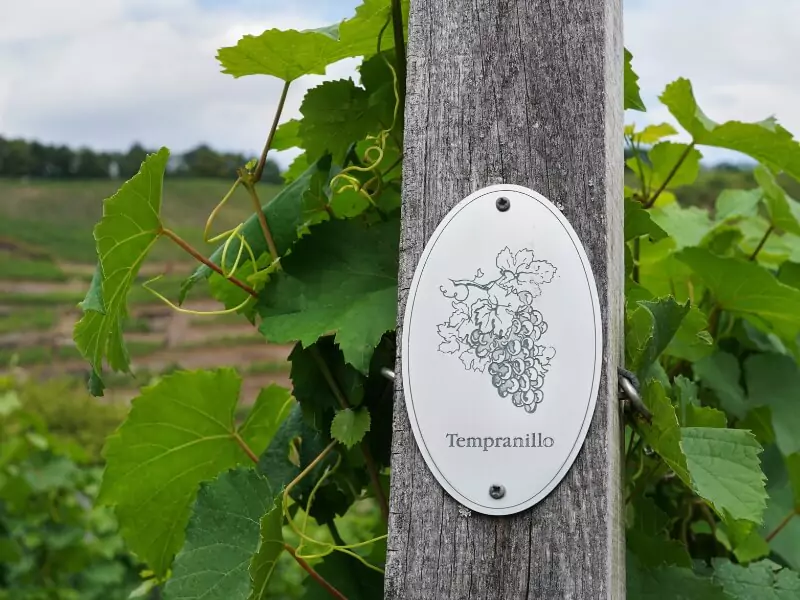 Origens da uva Tempranillo
