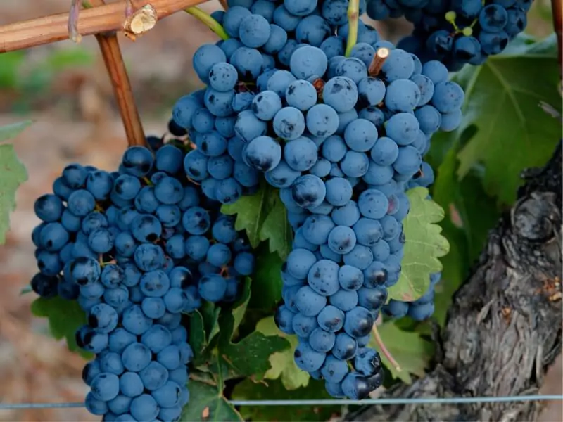 Guia Básico da uva e do vinho Tempranillo no-lazy