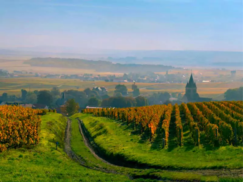 Vinhedos na região de Champagne