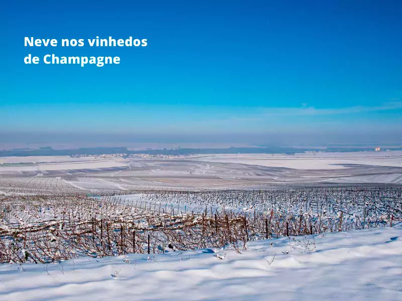 Inverno - neve nos vinhedos de Champagne