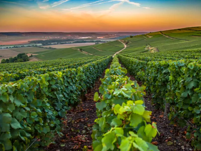 Vinhedos na região de Champagne
