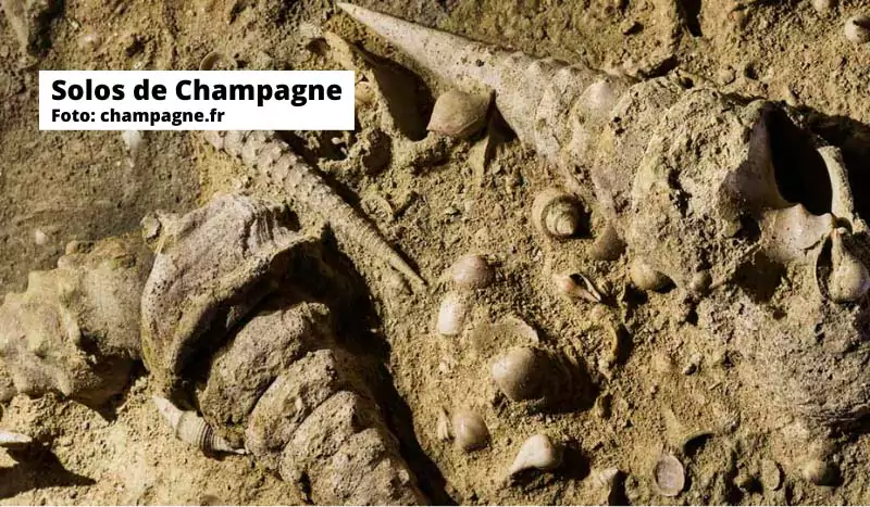 Solos da região de Champagne