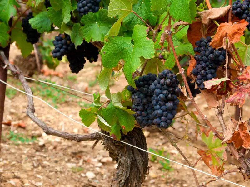 Uvas cultivadas na região de Champagne