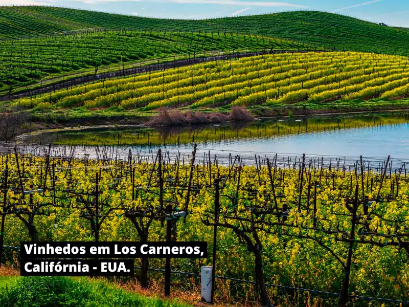 Vinhedos na região de Los Carneros, Califórnia - EUA.