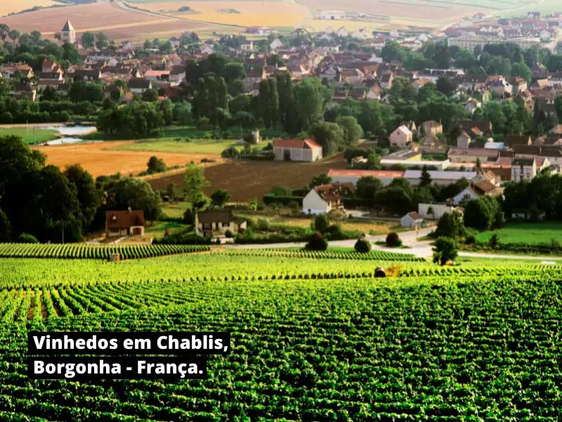 Vinhedos na região francesa de Chablis, na Borgonha