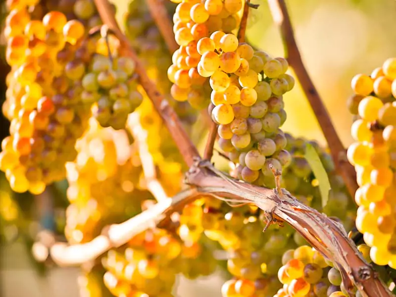 Cacho de uvas chardonnay em videira