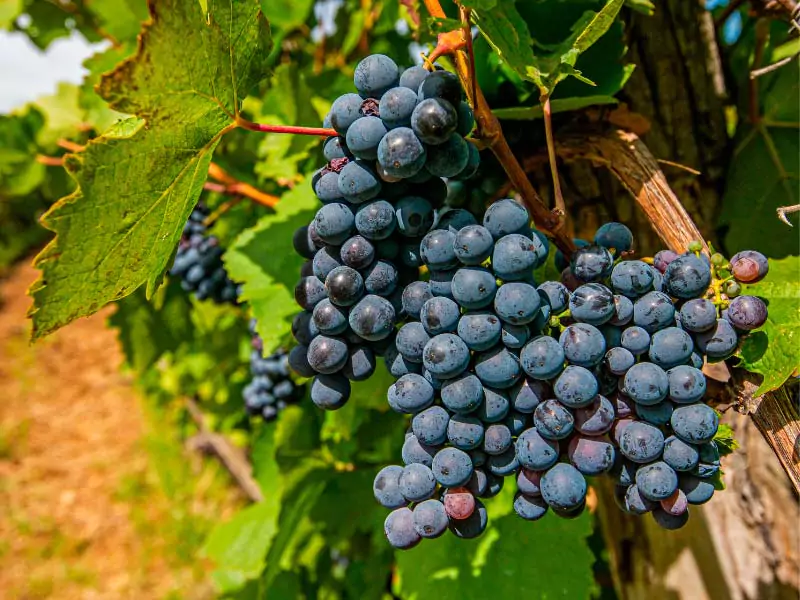 Uvas tintas que originam vinhos encorpados