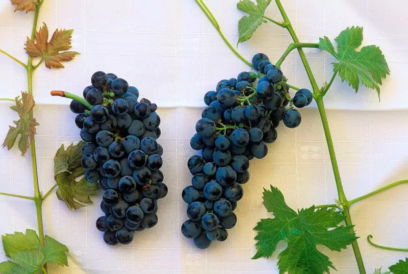 Carmenere e Merlot