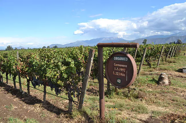 Vinhedo de Carmenere da De Martino