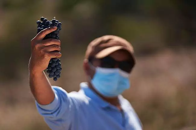 Terranoble - vinhedos de Carmenere