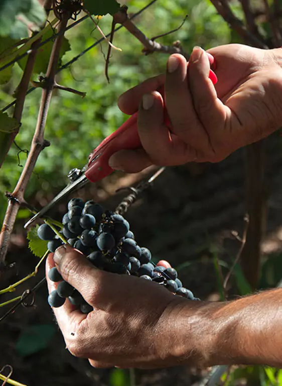 Tannat Garzon