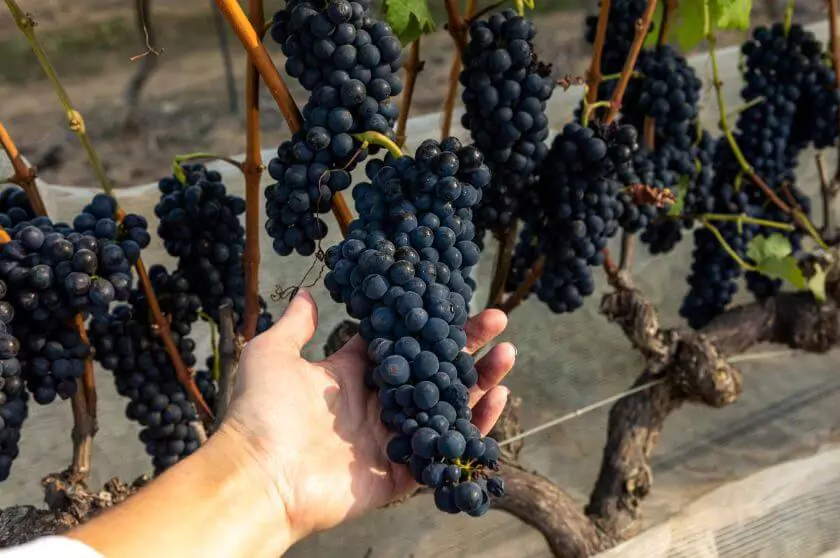 Guaspari Syrah Poda Invertida