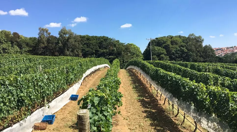 Vinícola Guaspari SP