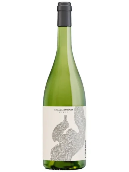 Livvera malvasia